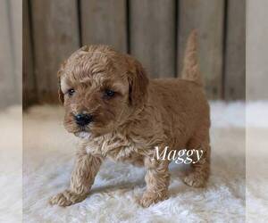 Goldendoodle (Miniature) Puppy for sale in WITHEE, WI, USA