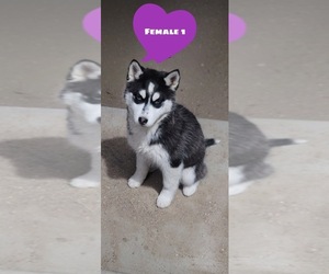 Siberian Husky Puppy for sale in PEYTON, CO, USA