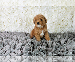 Small Photo #2 Maltipoo Puppy For Sale in FULLERTON, CA, USA