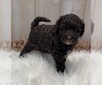 Puppy 2 Poodle (Miniature)