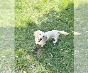 Mother of the Dachshund puppies born on 06/26/2025