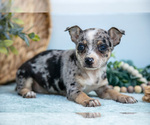 Puppy Patience Chihuahua