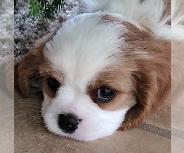 Medium Photo #14 Cavalier King Charles Spaniel Puppy For Sale in DOON, IA, USA