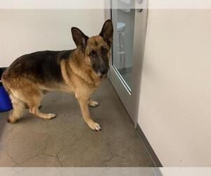 German Shepherd Dog Dogs for adoption in Berkeley , CA, USA