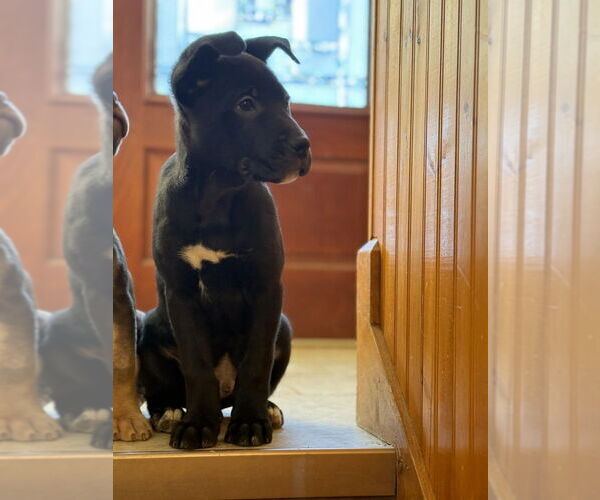 Medium Photo #2 Mutt Puppy For Sale in Candler, NC, USA