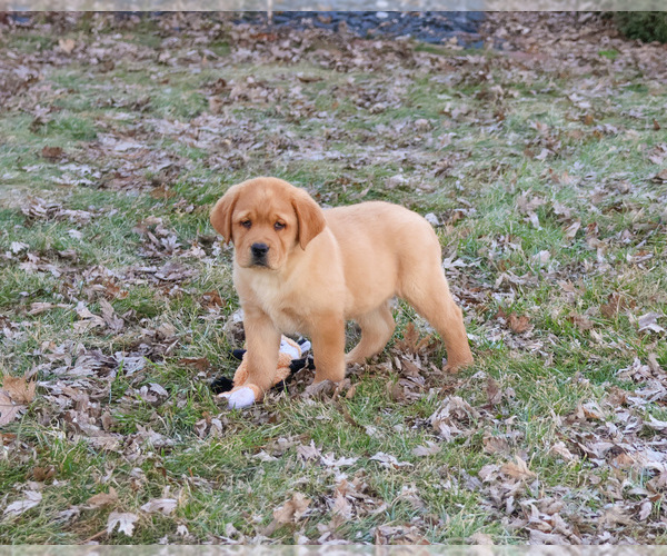 Medium Photo #7 Labrador Retriever Puppy For Sale in SYRACUSE, IN, USA