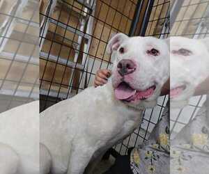 Mutt Dogs for adoption in Calgary, Alberta, Canada