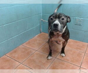 American Pit Bull Terrier-Unknown Mix Dogs for adoption in Downey, CA, USA