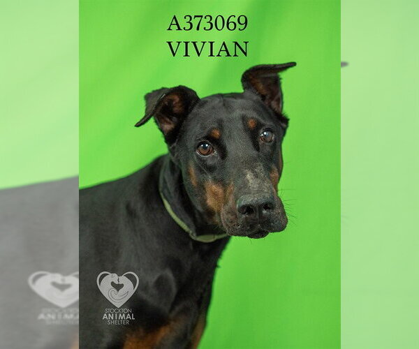 Medium Photo #2 Doberman Pinscher Puppy For Sale in Stockton, CA, USA