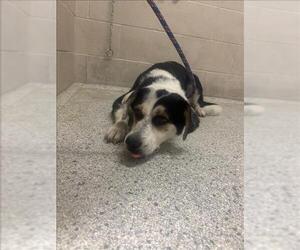 Border Collie-Unknown Mix Dogs for adoption in Conroe, TX, USA
