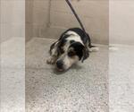 A432658 - Female Border Collie-Unknown Mix Dog for Adoption - Small photo