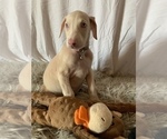 Puppy 6 Doberman Pinscher