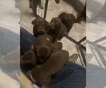 Small Photo #8 Doberman Pinscher Puppy For Sale in FRESNO, CA, USA