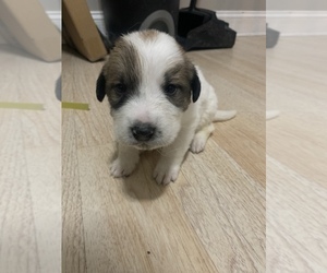 Dalmatian-Great Pyrenees Mix Puppy for sale in GARY, IN, USA