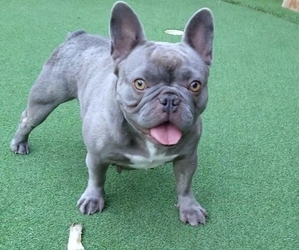Mother of the French Bulldog puppies born on 10/04/2023