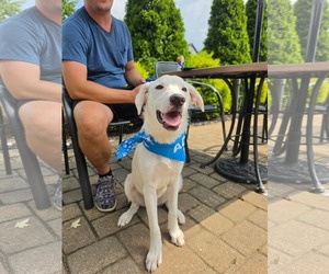 Labrador Retriever-Unknown Mix Dogs for adoption in Germantown, OH, USA