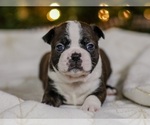 Small Photo #4 Boston Terrier Puppy For Sale in CARMICHAEL, CA, USA