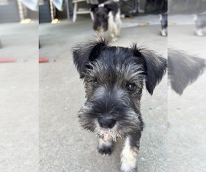 Schnauzer (Miniature) Puppy for sale in PLATTE CITY, MO, USA