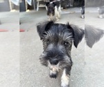 Small Schnauzer (Miniature)