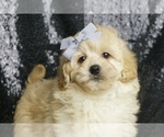 Puppy Isabella F1B ShihPoo
