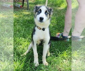 260786 Dori - Female Siberian Husky-Unknown Mix Dog for Adoption - Photo #3