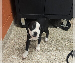 Mutt Dogs for adoption in Pueblo, CO, USA