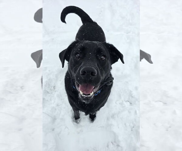 Medium Photo #1 Mutt Puppy For Sale in Rockaway, NJ, USA