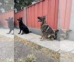 Small #16 German Shepherd Dog