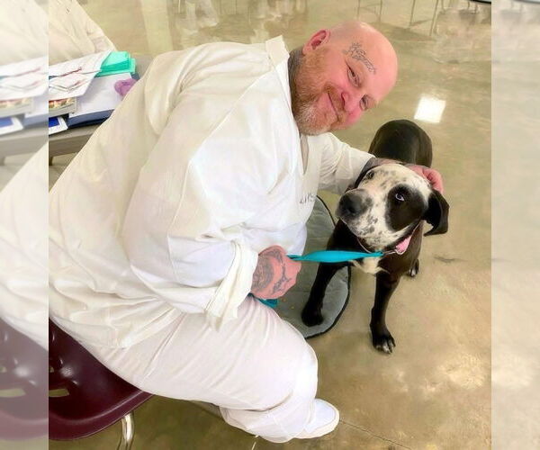 Medium Photo #3 Mastador Puppy For Sale in Alexander, AR, USA