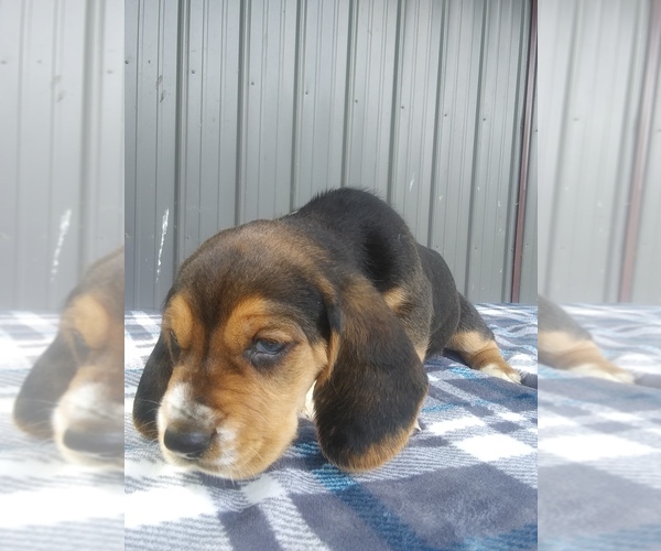 Medium Photo #2 Basset Hound Puppy For Sale in PETERSBURG, IN, USA