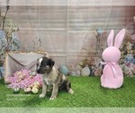 Small #4 Catahoula Leopard Dog