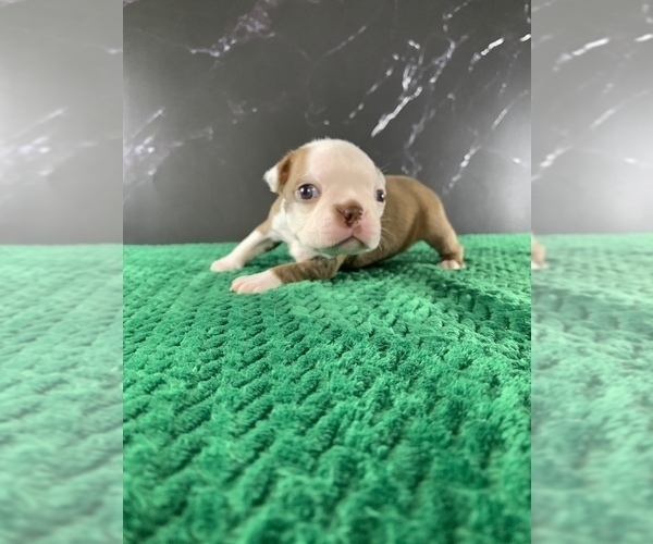 Medium Photo #19 Boston Terrier Puppy For Sale in TULARE, CA, USA