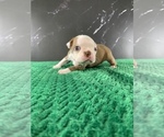 Small #18 Boston Terrier