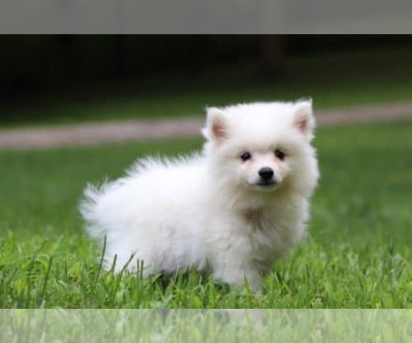 Medium Photo #2 American Eskimo Dog Puppy For Sale in MOUNT VERNON, OH, USA