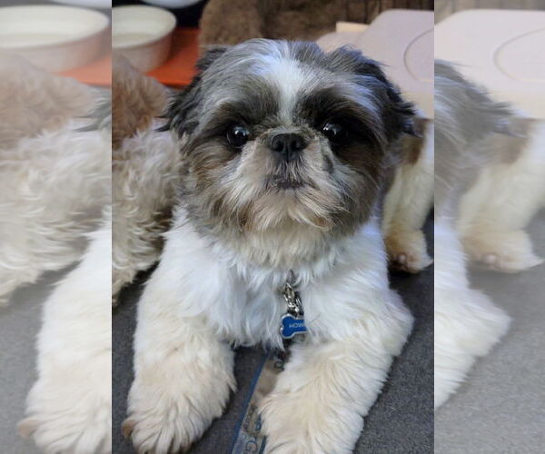Medium Photo #3 Shih Tzu Puppy For Sale in St. Louis Park, MN, USA