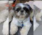 Small #2 Shih Tzu