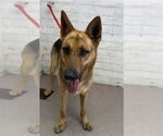 Small German Shepherd Dog Mix