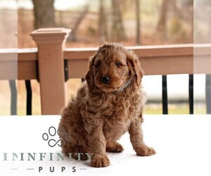 Goldendoodle (Miniature) Puppy for sale in GAP, PA, USA