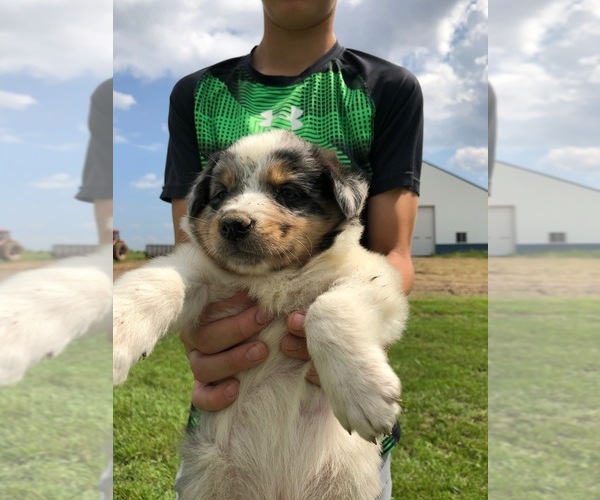 Medium Photo #1 Border Collie Puppy For Sale in VALLEY FALLS, KS, USA