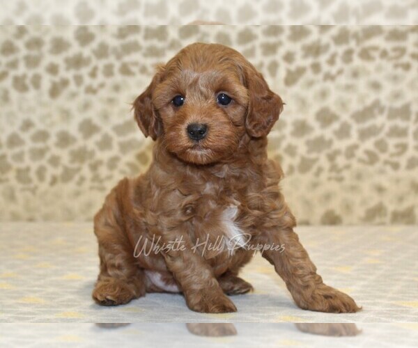 Medium Photo #2 Cavapoo Puppy For Sale in DENVER, PA, USA