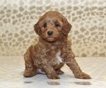 Small #1 Cavapoo