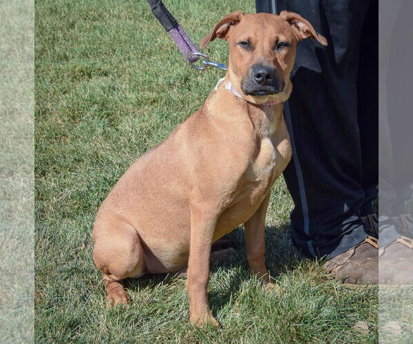 Medium Photo #7 Boxer-German Shepherd Dog Mix Puppy For Sale in Huntley, IL, USA