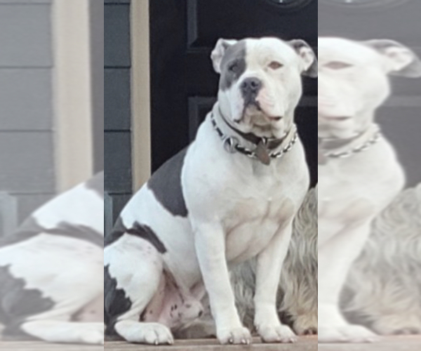 Medium Photo #1 Bullypit Puppy For Sale in BETHALTO, IL, USA