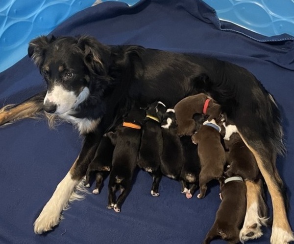 Medium Photo #1 Australian Shepherd Puppy For Sale in OLD LYME, CT, USA