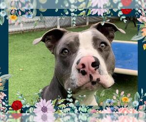 American Pit Bull Terrier Dogs for adoption in Ojai, CA, USA
