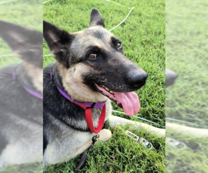 Daisy - Female German Shepherd Dog Dog for Adoption - Photo #5