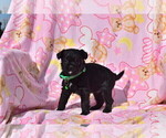 Small Photo #2 Pug-A-Poo Puppy For Sale in MECHANICSVILLE, MD, USA