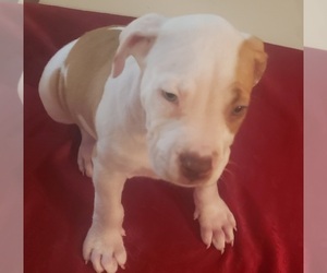 American Pit Bull Terrier Puppy for sale in PHILADELPHIA, PA, USA