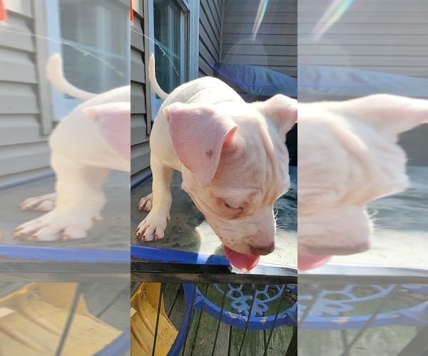 Medium Photo #18 American Bully Puppy For Sale in HARRISBURG, PA, USA