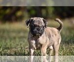 Small #2 Pug